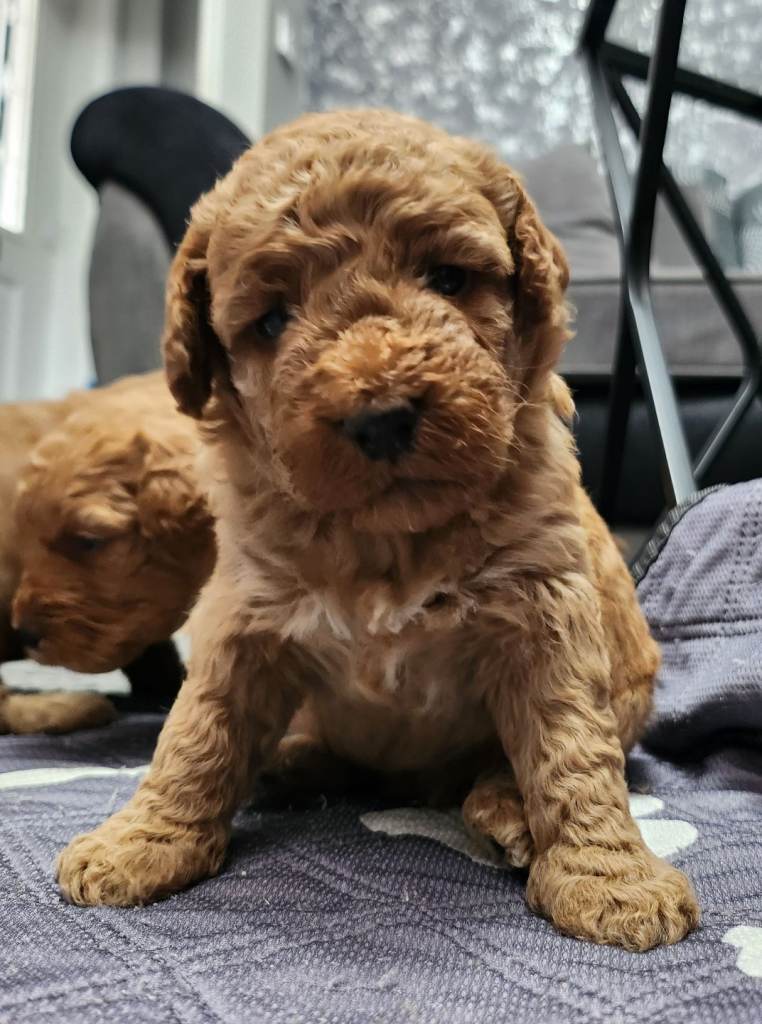 F2 Cockapoo puppies