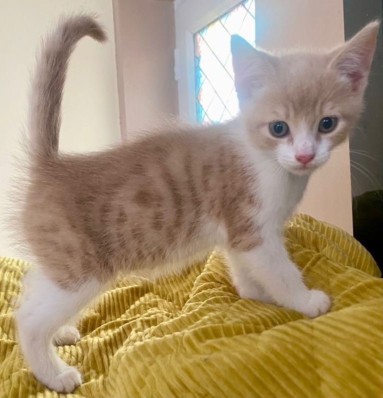 Beautiful kittens for sale 