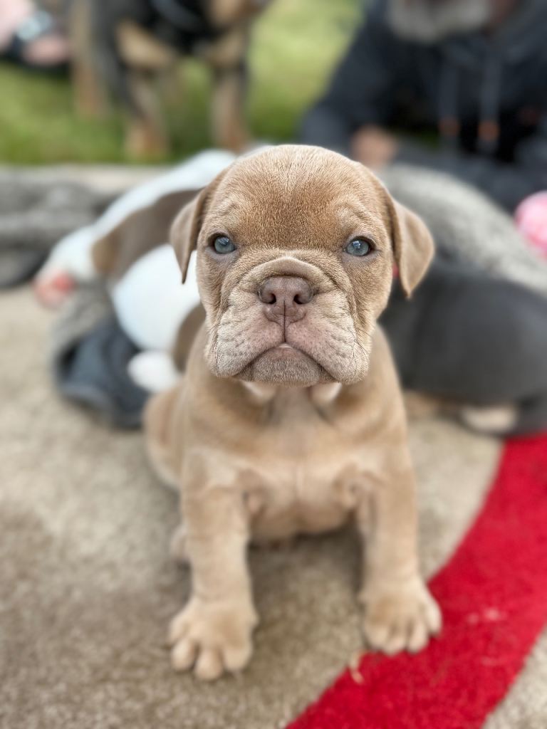 English bulldog puppies 