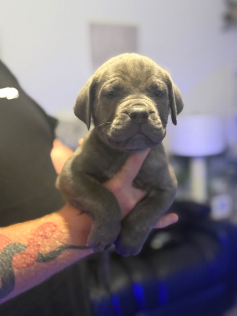 READY NOW!Cane Corso Puppies for sale