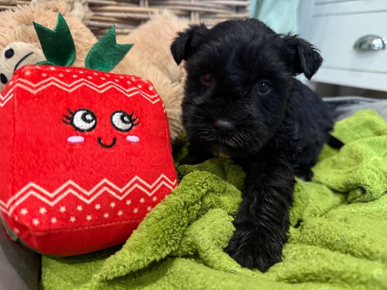  KENNEL CLUB REGISTERED MINIATURE SCHNAUZER 