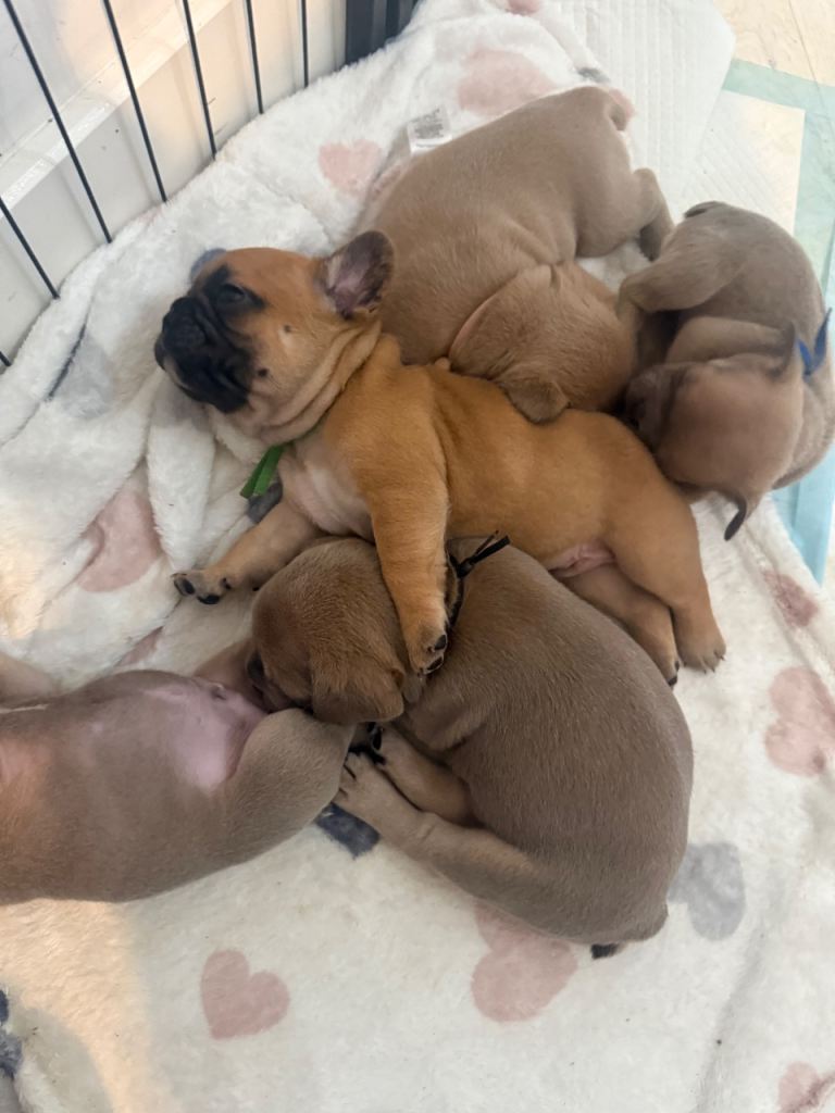 Beautiful French Bulldog Puppies 