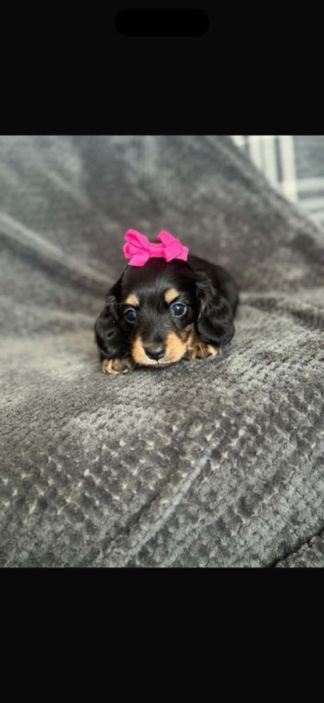 READY NOW miniature daschund puppies 