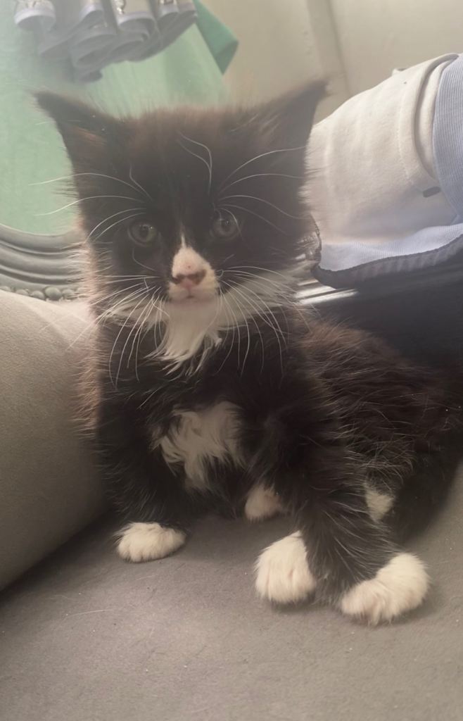 Kitten for sale bradford