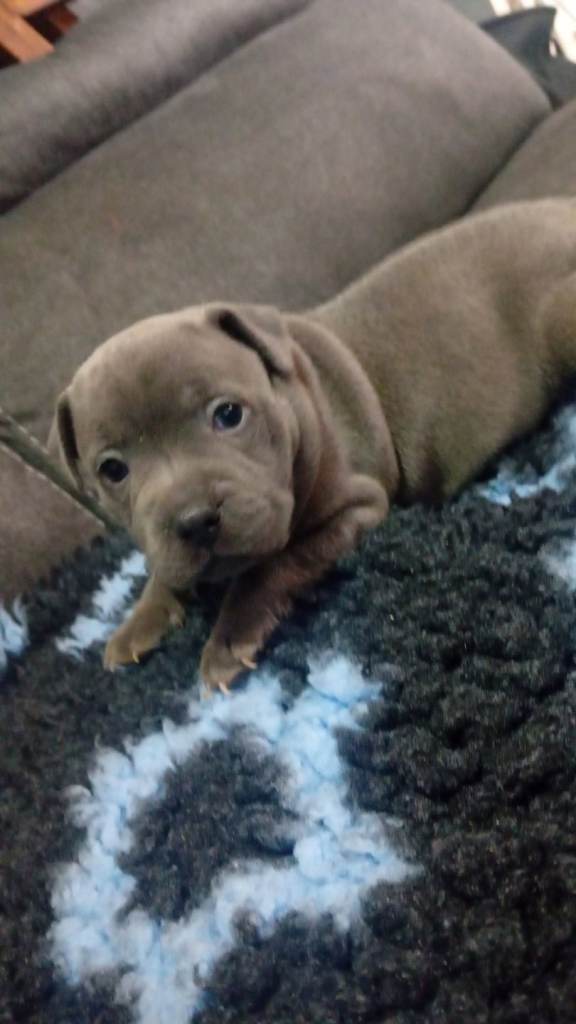 Gorgeous blue staffy pups