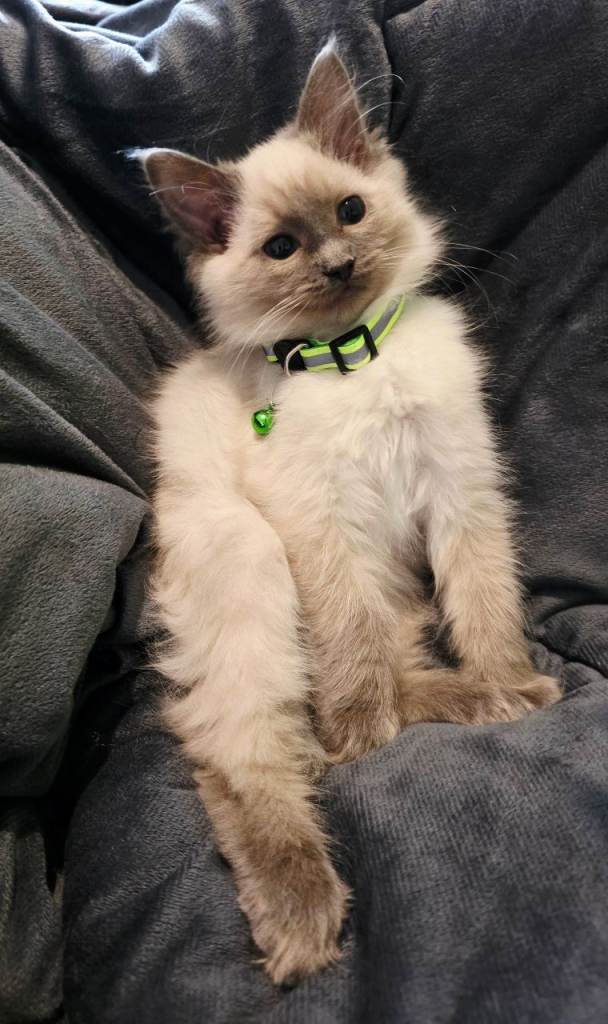 Ragdoll kittens | in Bilston, West Midlands | Gumtree