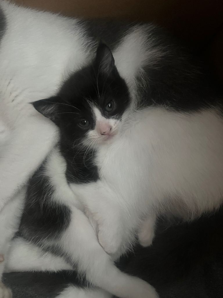 Beautiful girl kitten 