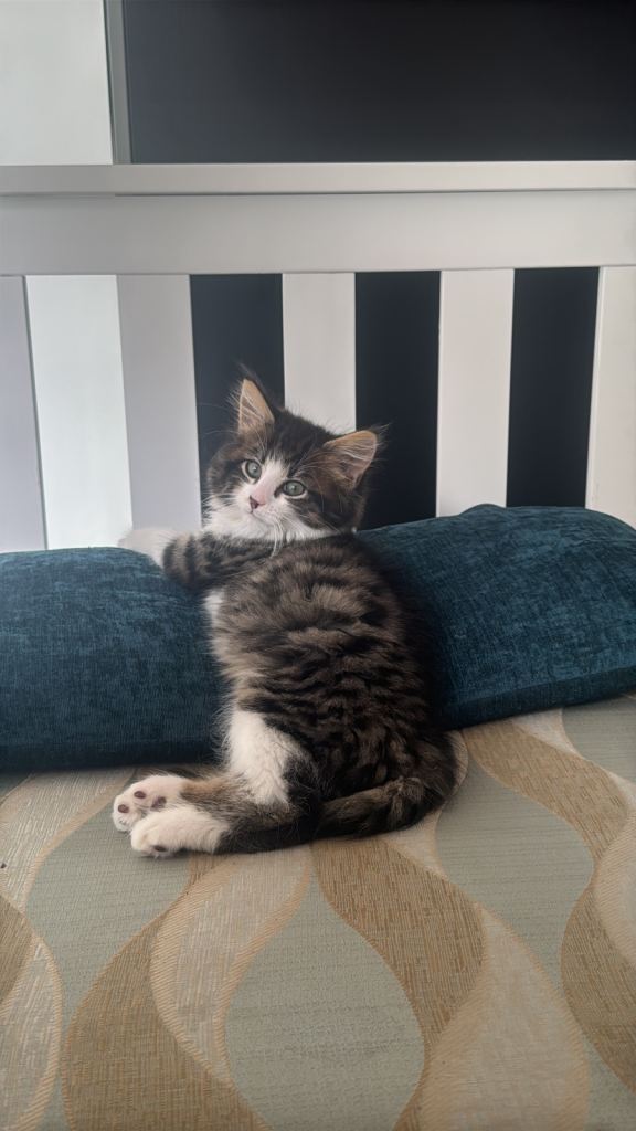 2 beautiful kittens, 8 weeks, more in description.