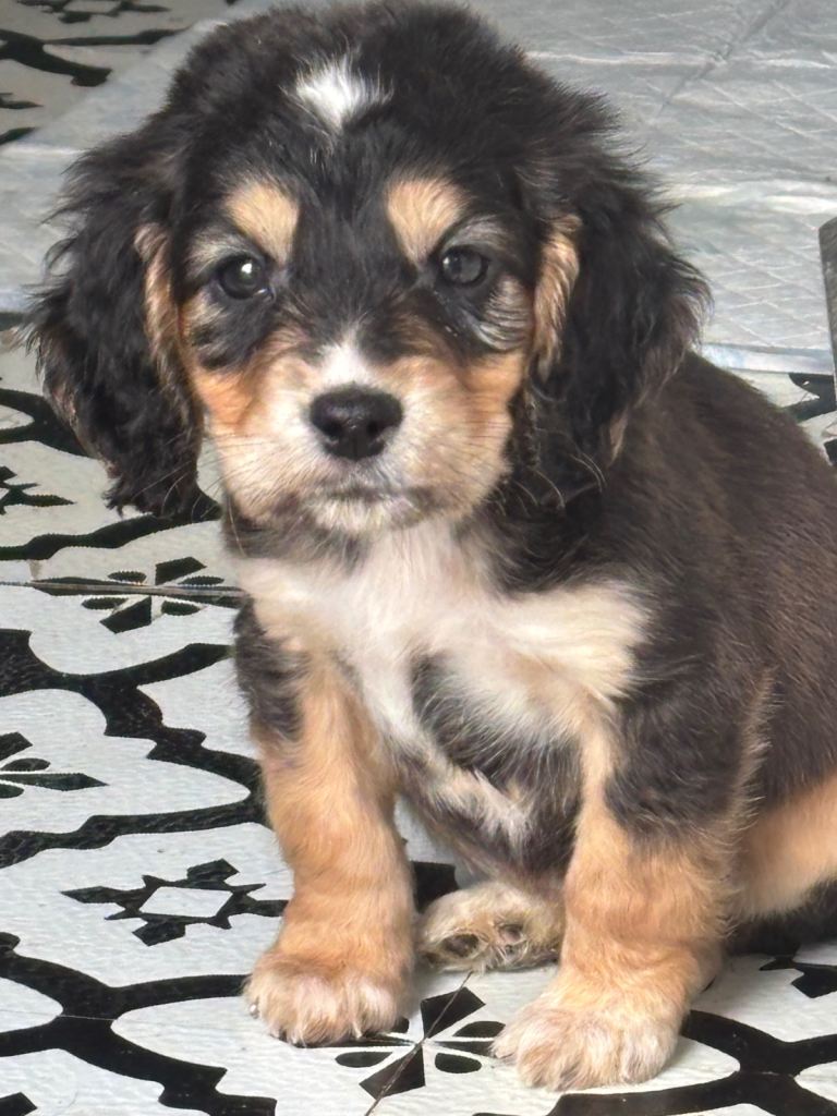 Show cocker/cocker spaniel puppy’s 