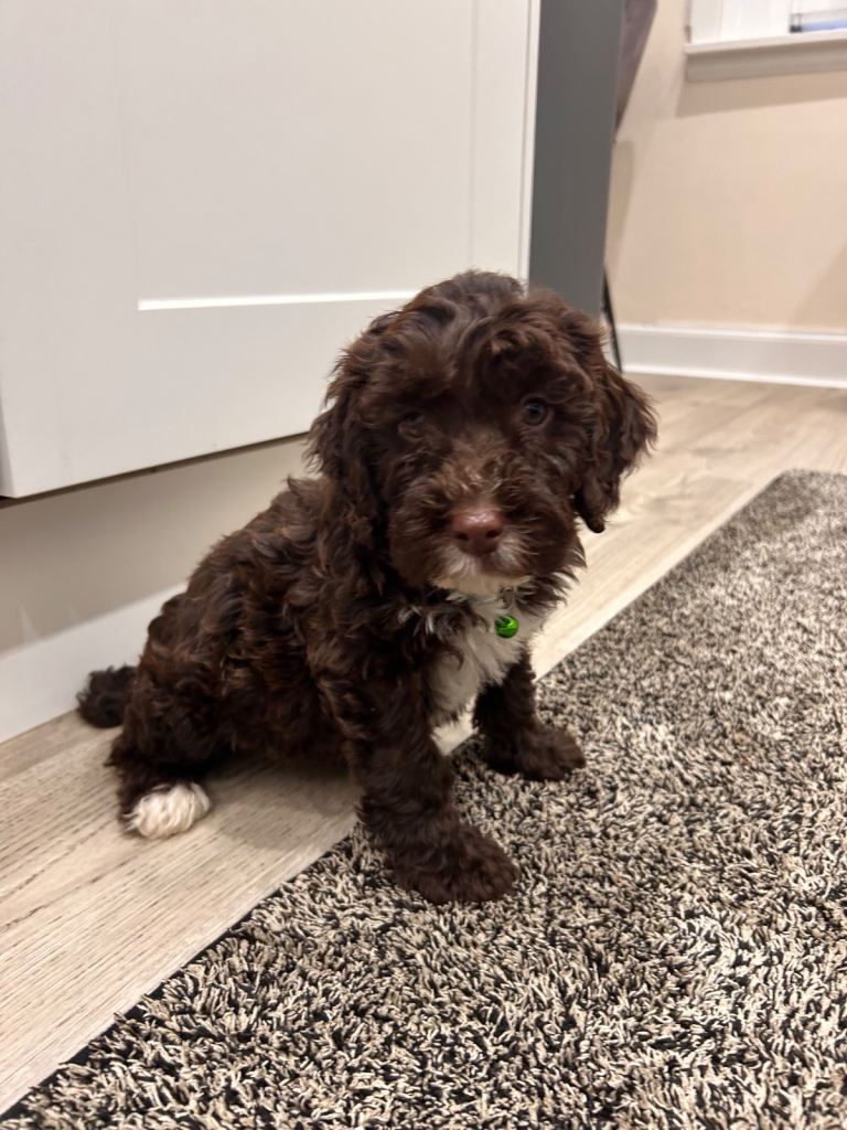 Cockapoo