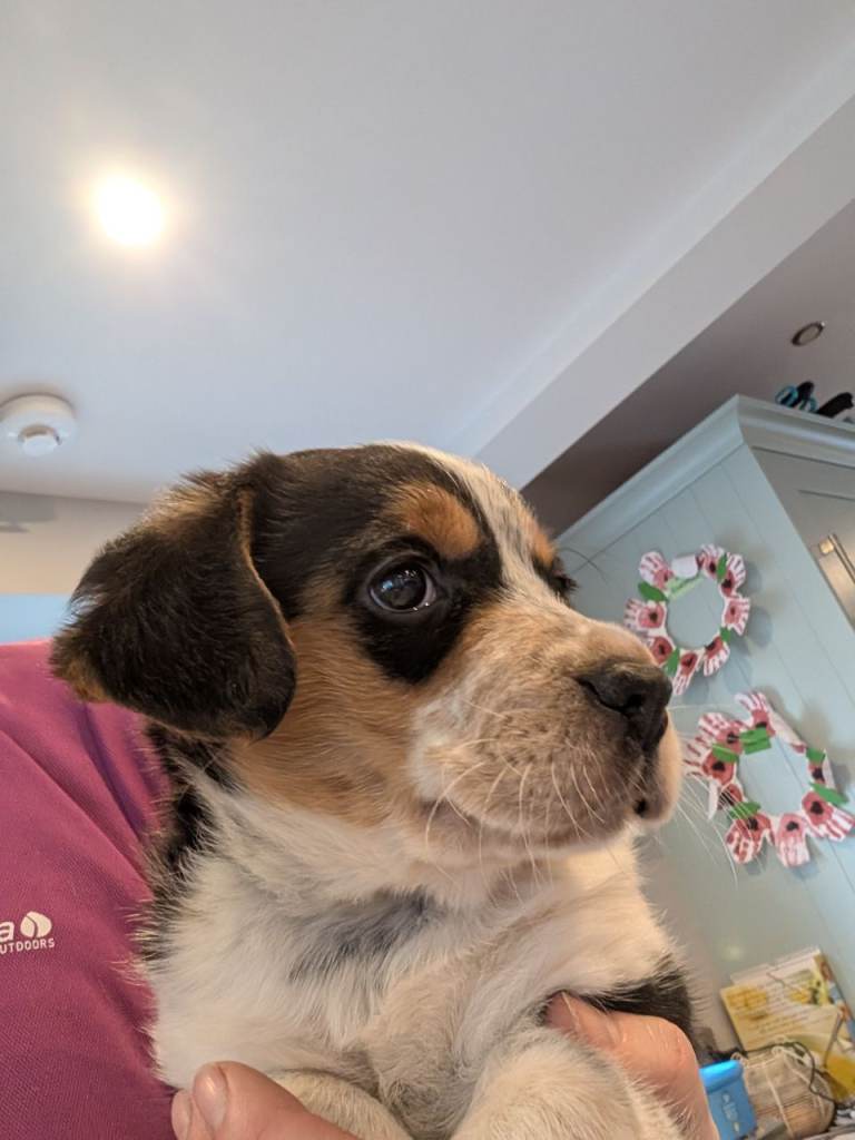 Gorgeous mixed breed female puppy for sale