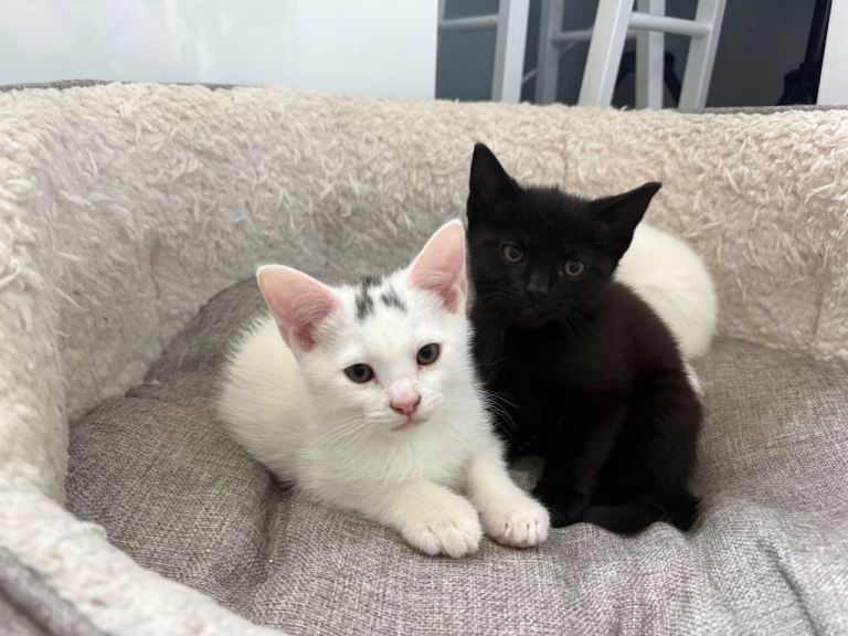 Lovely kittens ready🥰