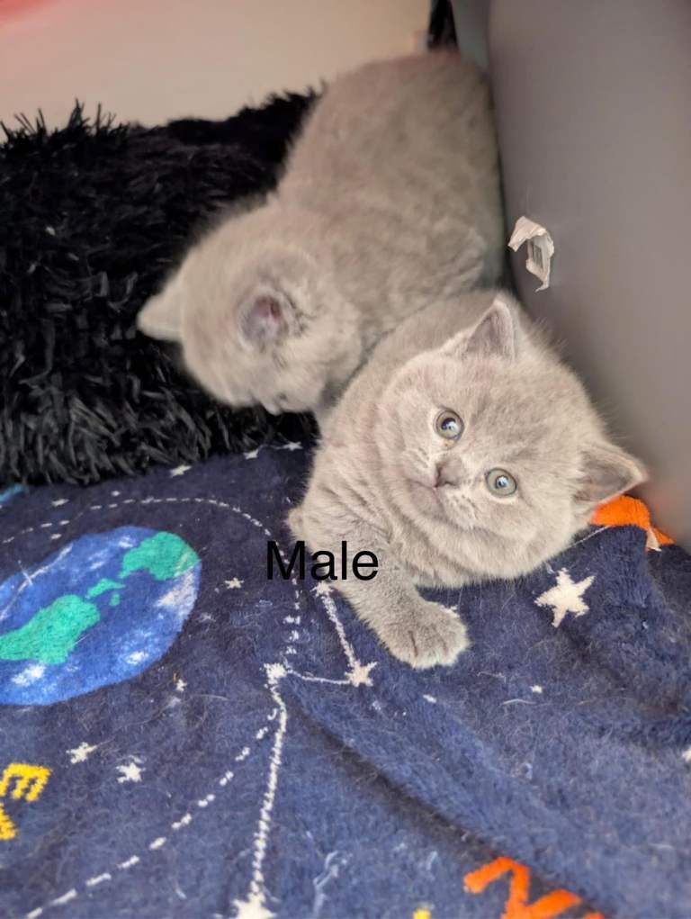 There is four beautiful beauty, shorthair kitten