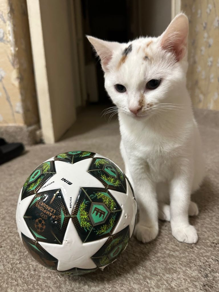 🐱 Ginger Female Cat & Calico Kitten for Rehoming