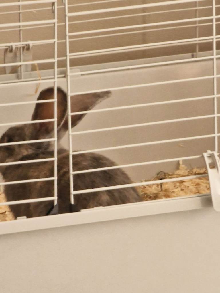 Male rabbit 