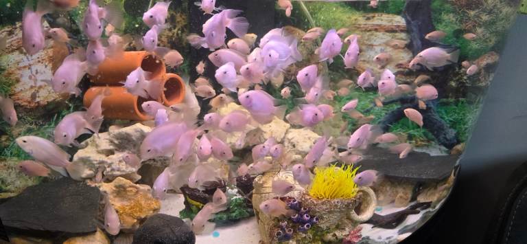 Tropical White Polar Fish – Live Community Aquarium Fish for Sale 🐟