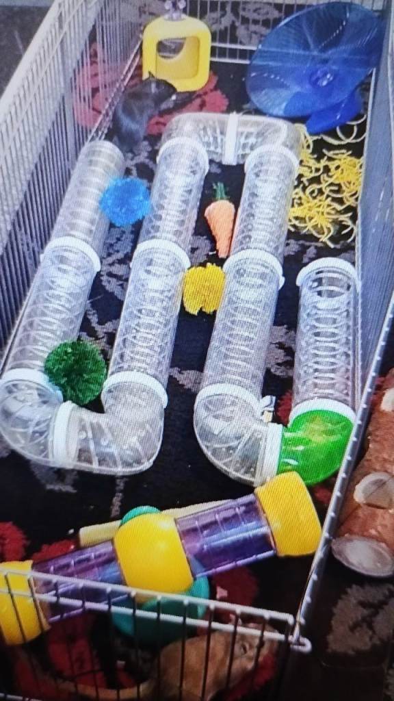 Gerbil cage and accessories 