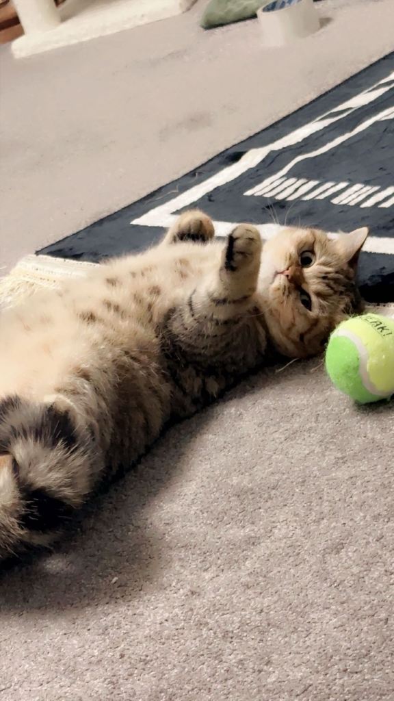 BSH female kitten for sale