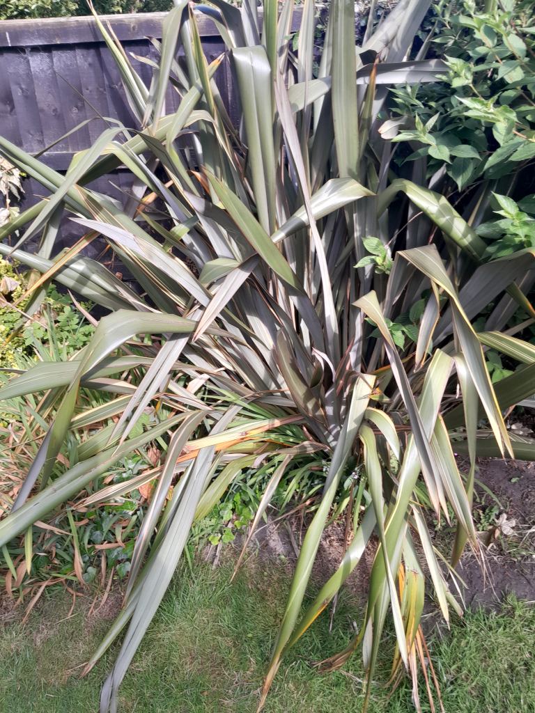 Large Phormium Plant for Garden