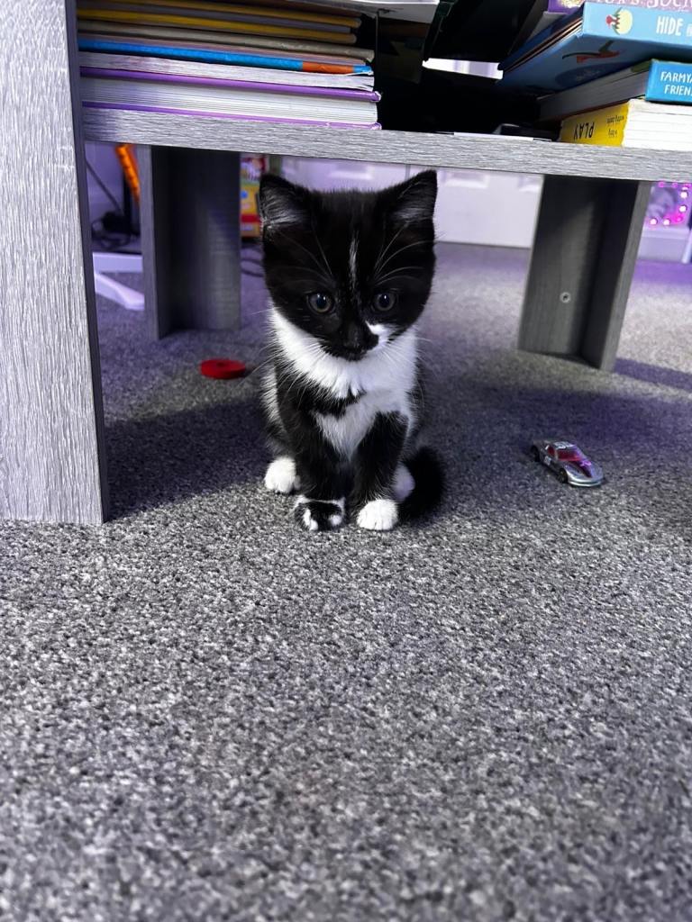 Black & white female kitten 