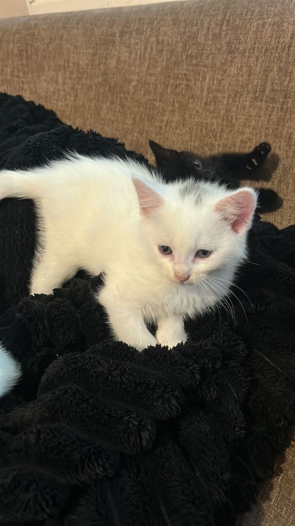 Super friendly Turkish van kittens 3 white and 1 black.