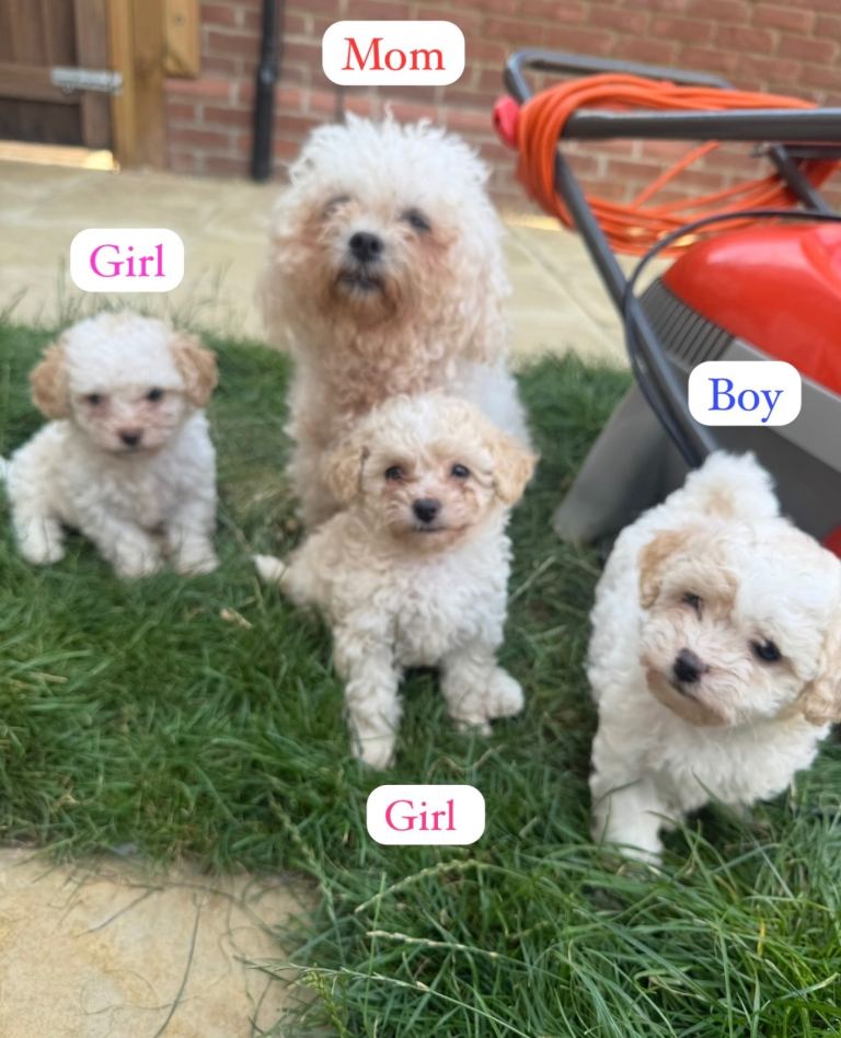Poochon puppies 