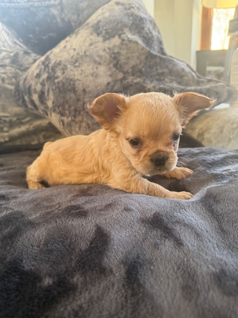 French bulldog puppies