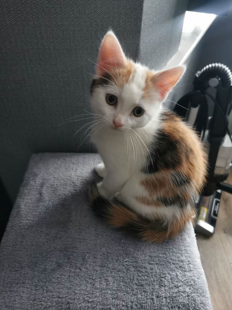 Gorgeous Baby Kitten Girl Looking For New Loving Home