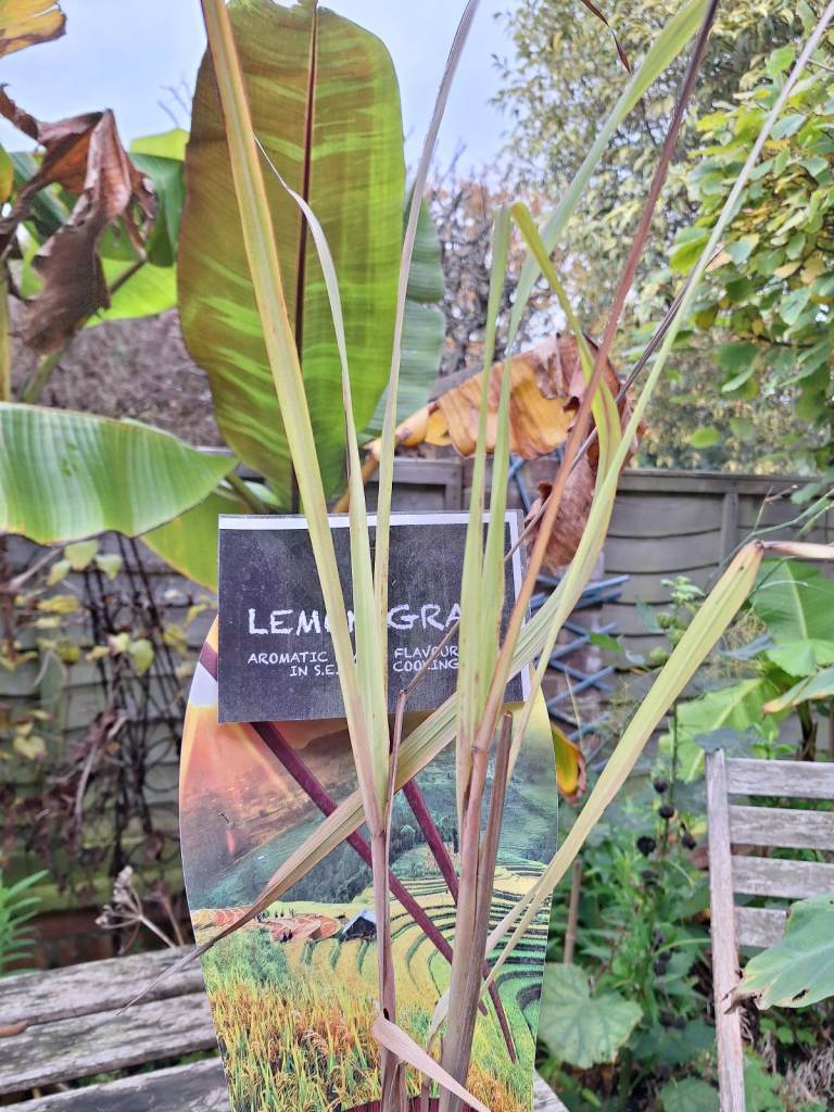 Lemon Grass Plant Exotic Oriental Herb Plant 