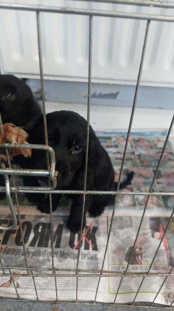   black cocker spaniel pups