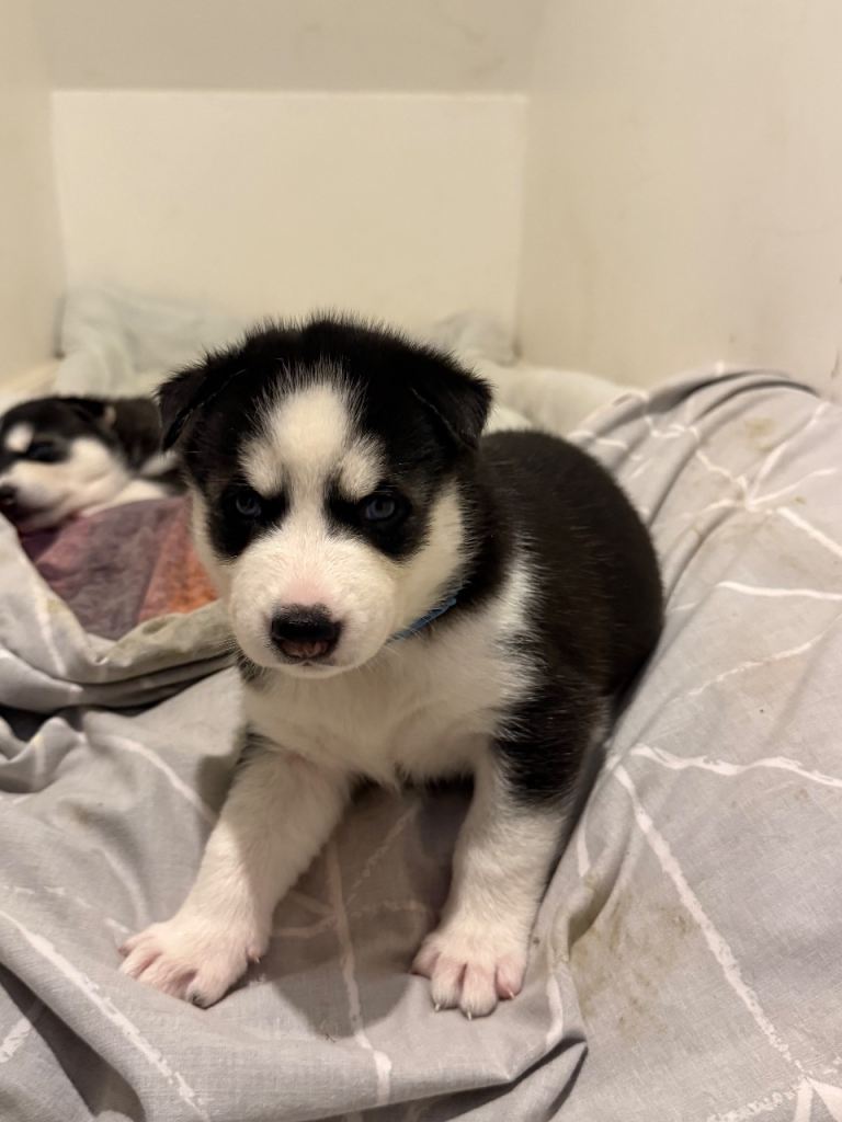 Husky puppy’s 