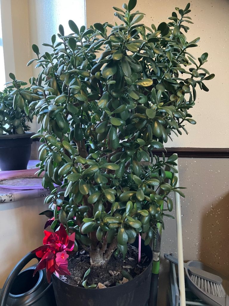 Jade plant 
