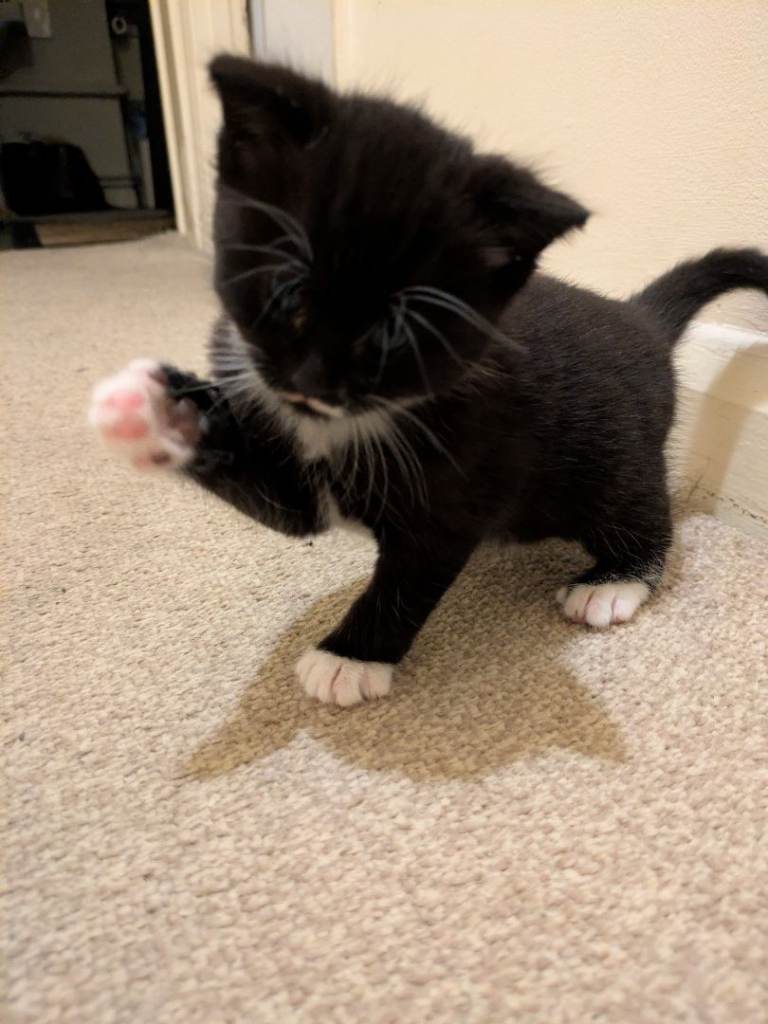 Mustache kitten for sale 