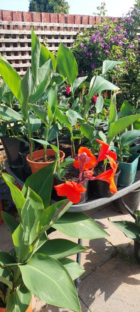 Canna plants, strong healthy plants, 3 for £20