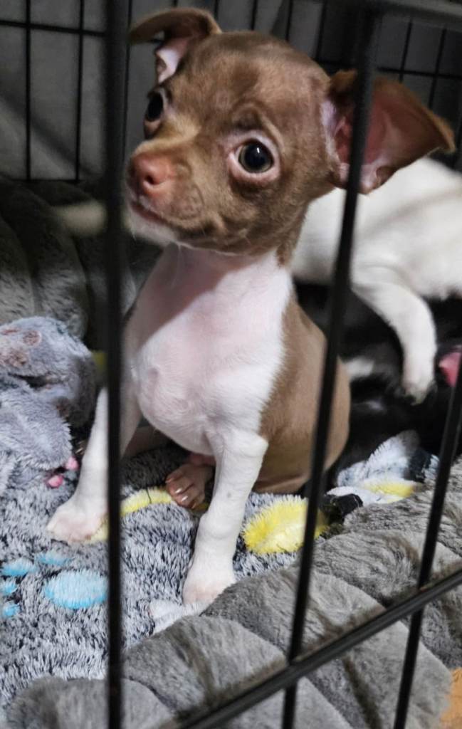 Chihuahua puppys
