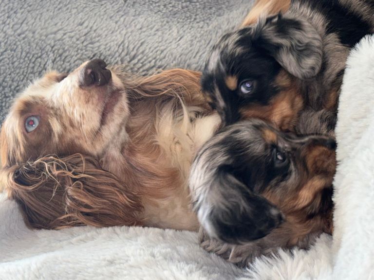 Miniature Dapple long hair dachshunds