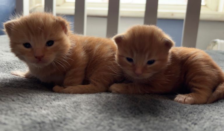 All kittens have been reserved 