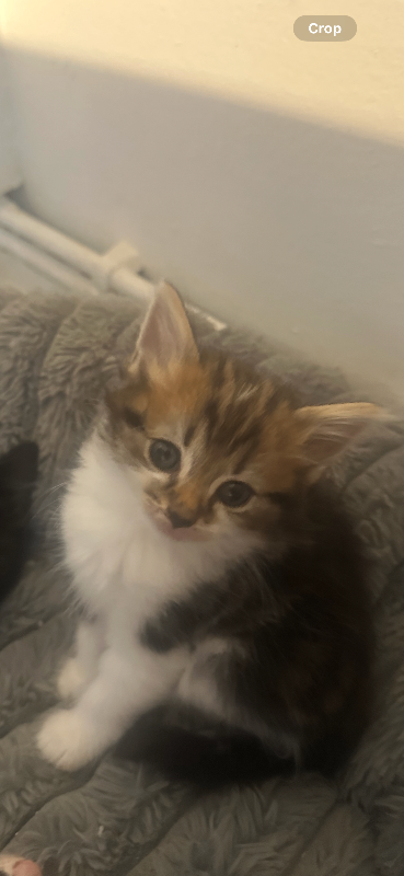 Stunning maincoon cross British blue kittens 