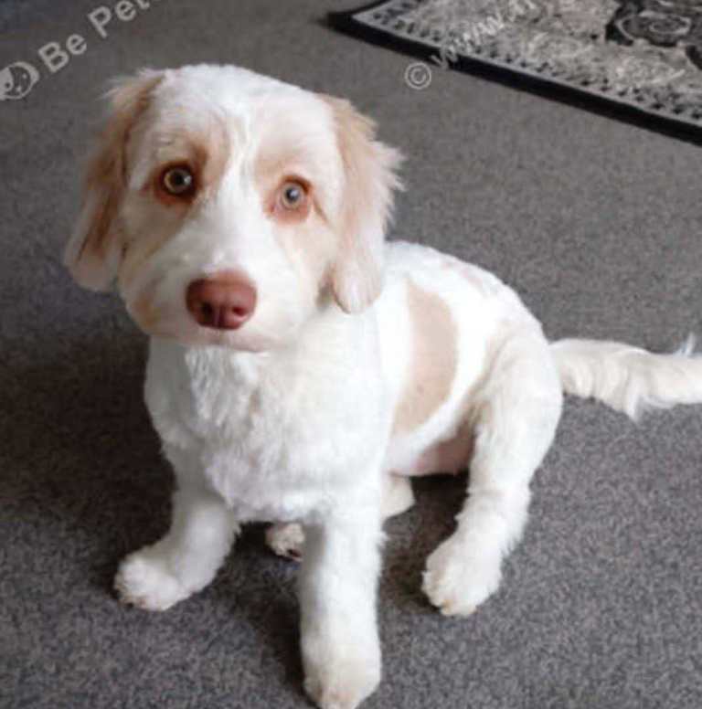 Cockapoo Cross Female