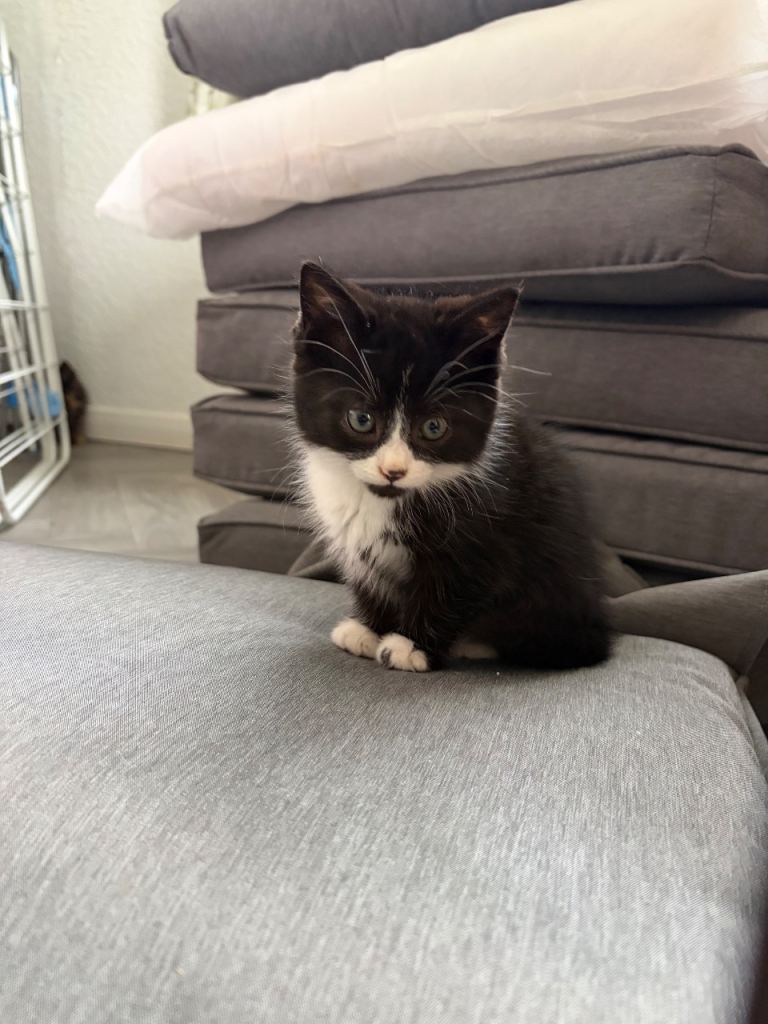 Kittens for sale 