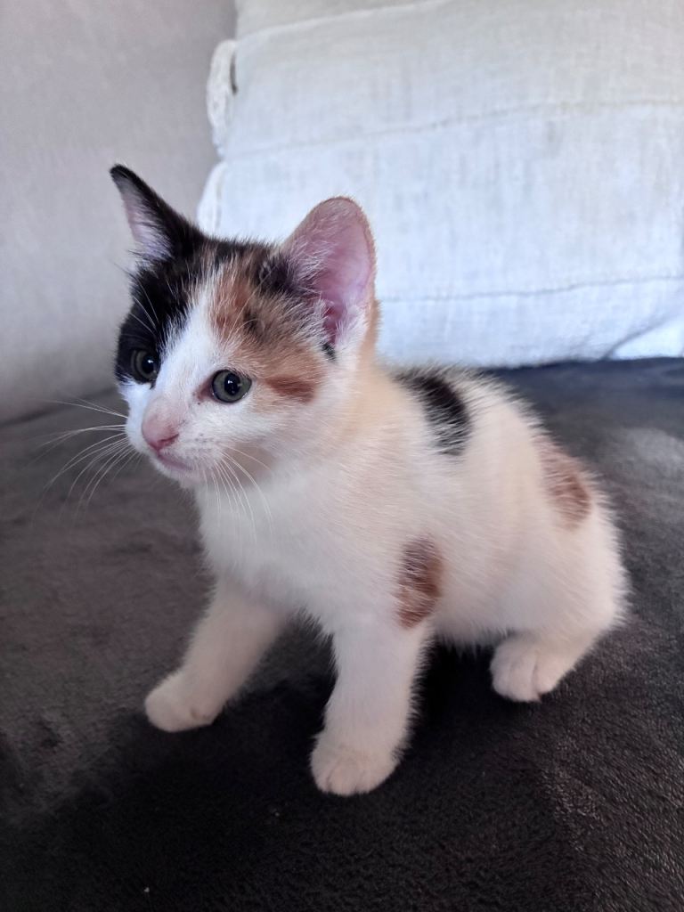 Kittens for sale