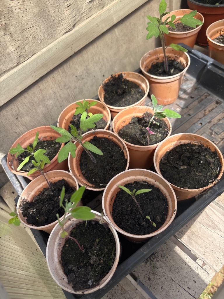 Tomato plants 