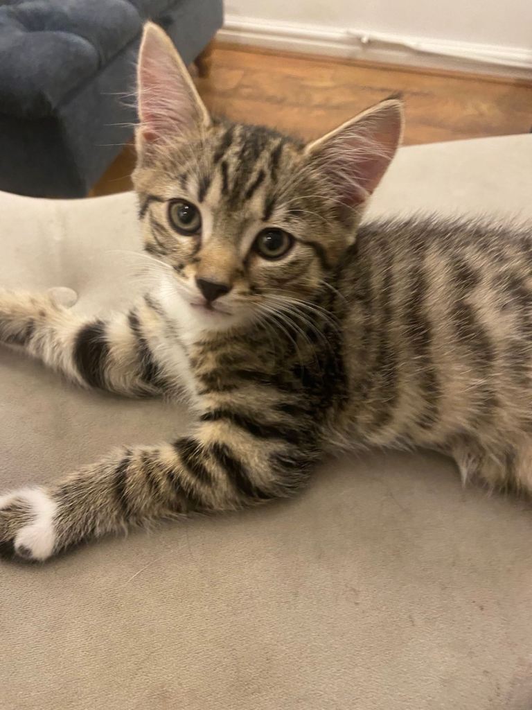 Kitten 