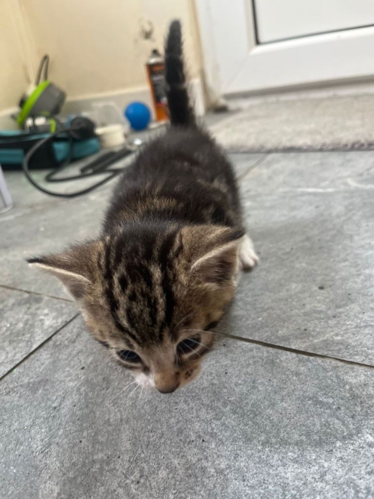 2 Male Kittens for Sale 