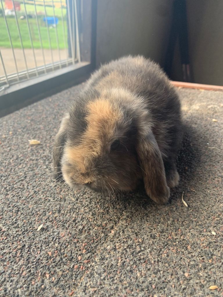 Unsexed mini lop rabbits 