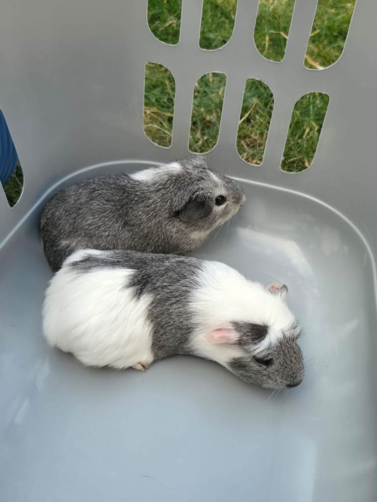 Female guinea pigs 