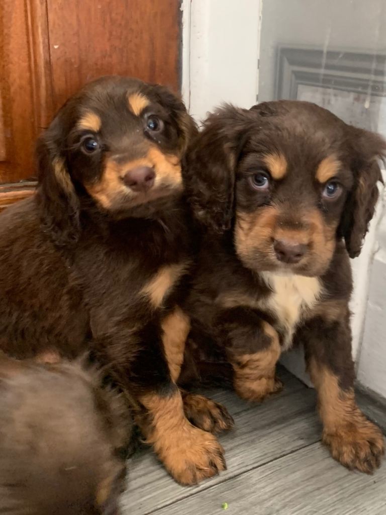 3 Cockapoo male puppies ready to leave now 