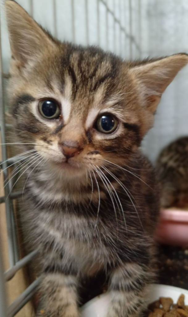 2 Absolutely Gorgeous Bengal x Norwegian Forest Kittens 