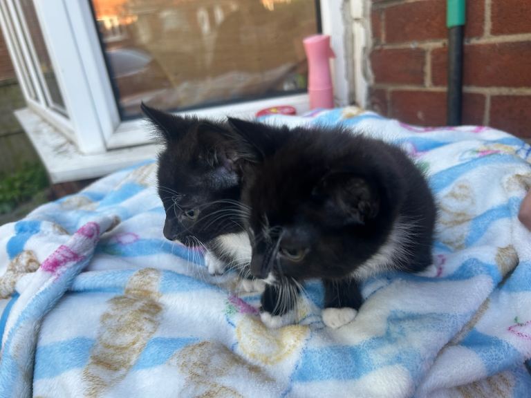 2 beautiful kittens 