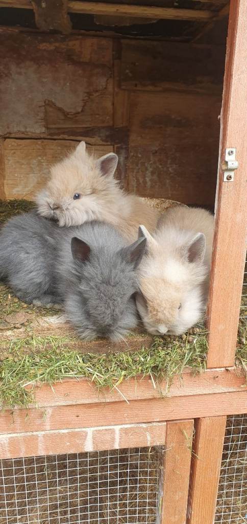 Lion head rabbits pure breed